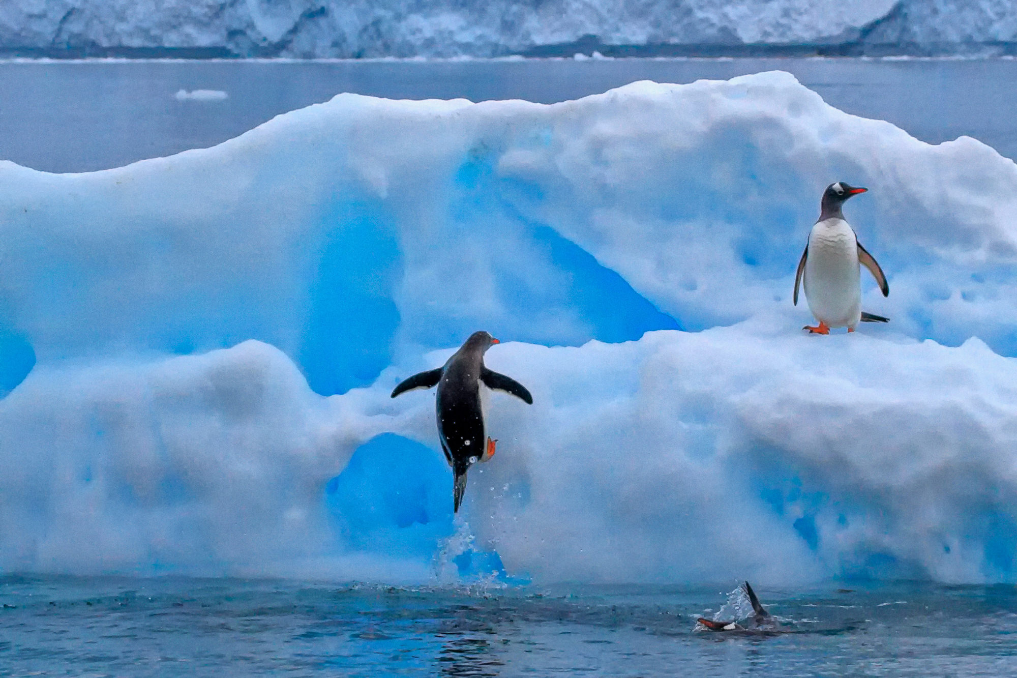 gentoo penguins